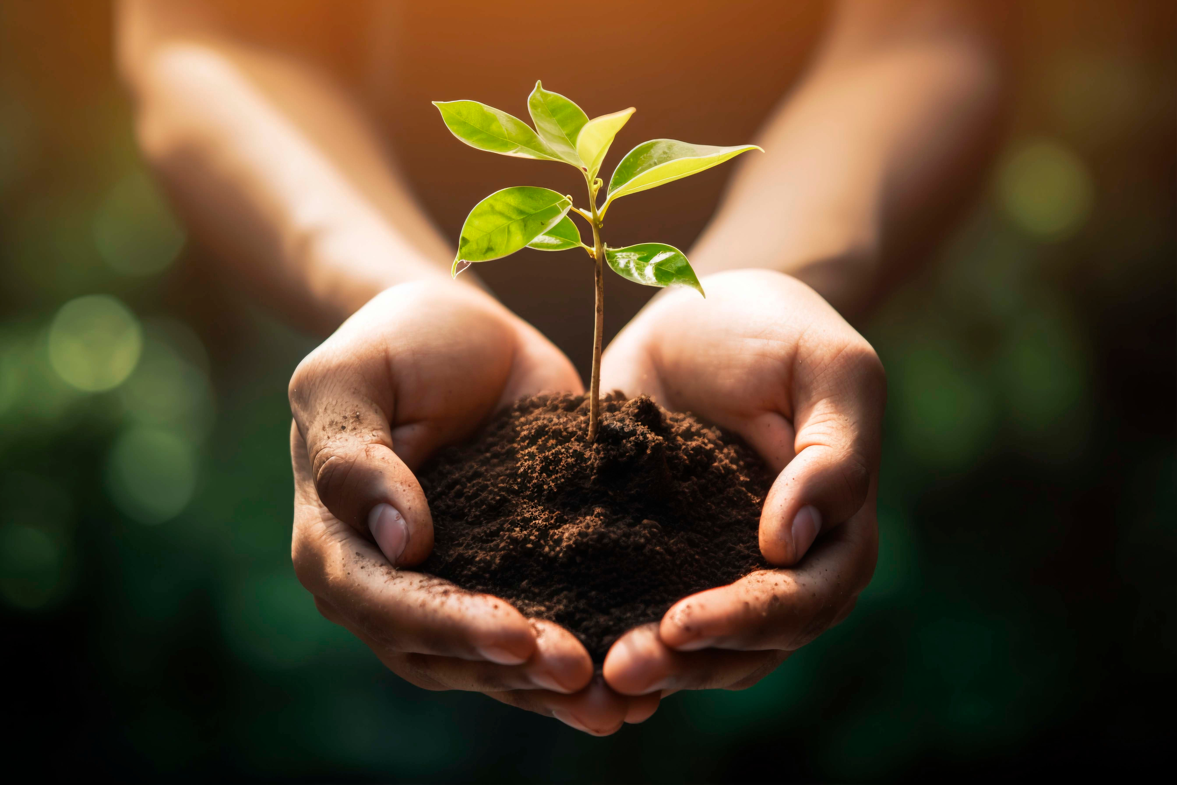 Plant Growth